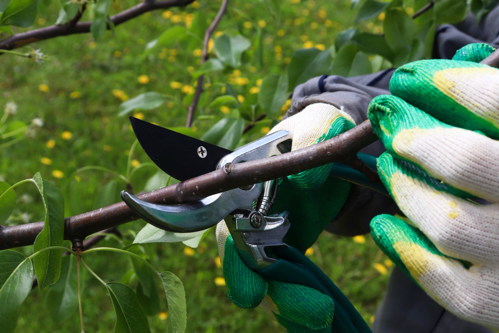 Débroussaillage de terrain et élagage d’arbres en toute sécurité